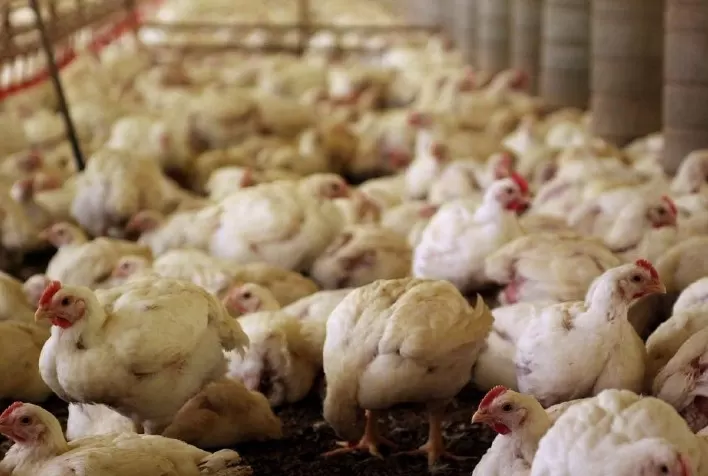 Frango halal atinge marca de quase 800 mil toneladas embarcadas nos primeiros cinco meses de 2021