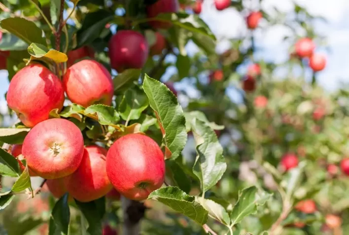 Queda de estoque de maçã traz desafios para a indústria de suco na Polônia