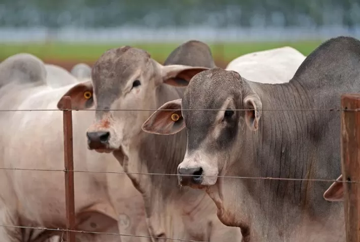 Animais da marca CV Nelore Mocho passam por exames para o próximo leilão