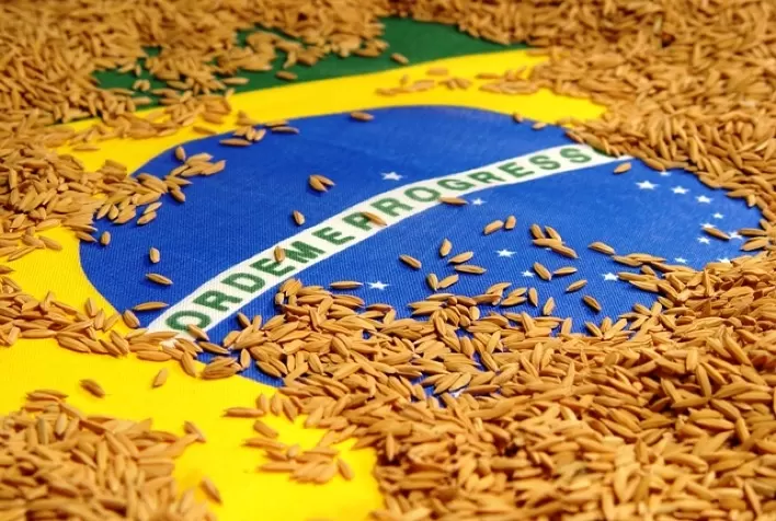 Preço do arroz segue perdendo força e já cai quase 14% em 30 dias