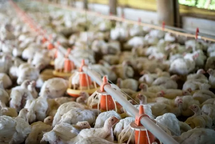 Custos de produção de frangos aumentam quase 20% entre janeiro e maio