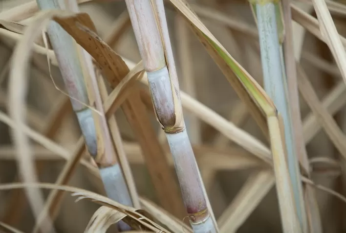 Estimativa da produção de cana-de-açúcar em Goiás é destaque no boletim Agro em Dados de junho