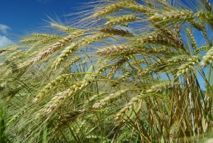 Estimativas da Epagri indicam safra de inverno positiva em Santa Catarina