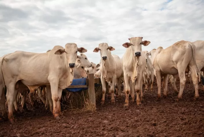 Recria eficiente nas secas proporciona lucro para as fazendas