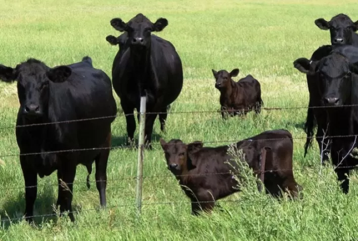 No VBP animal, boi volta a recuperar parte do espaço ocupado pelo frango