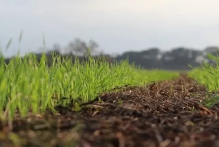 Plantio da safra 2021 de trigo atinge 92% da área no PR – Deral