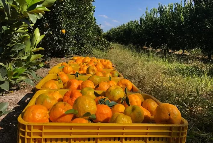 Peru eleva em 30% exportação de tangerina nos dois primeiros meses de campanha
