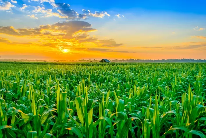 Mosaic Fertilizantes apresenta soluções multinutrientes para adubação de performance no cultivo da cana-de-açúcar