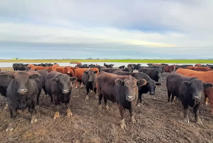 Confinamentos gaúchos começam a ser mapeados pelo Confina Brasil