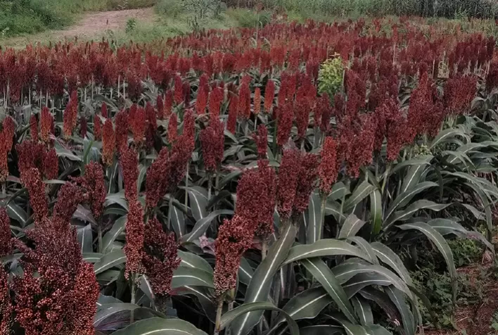 Produção de grãos de sorgo no Semiárido supera em quase duas vezes a média brasileira