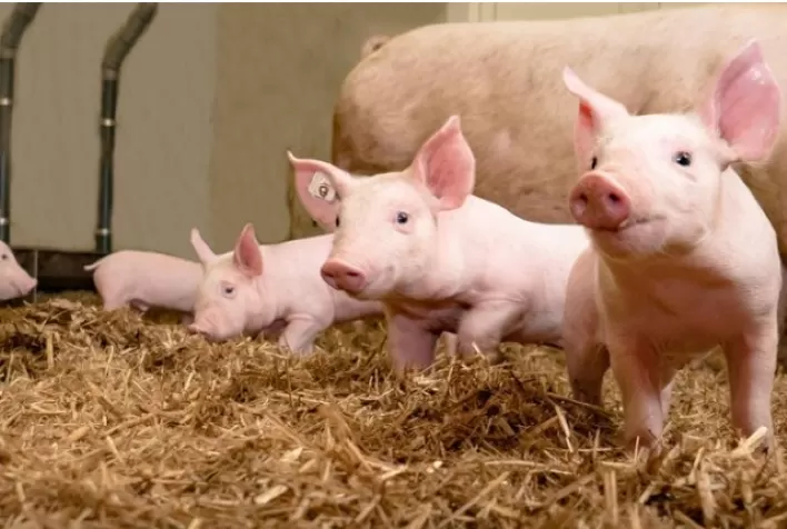 Vacinação sem agulha imuniza animais, melhora o bem-estar e promove segurança no campo