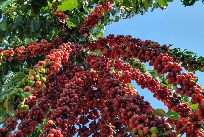 Embrapa apoia pesquisa para validação de café canéfora para o cerrado mato-grossense