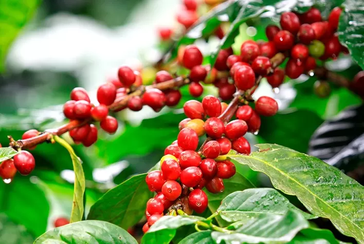 Produtividade média dos Cafés do Brasil equivale a 25 sacas por hectare em 2021