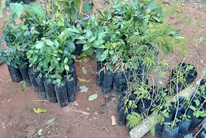 Município de Consolação, no Sul de Minas, ganha viveiro de mudas nativas e frutíferas
