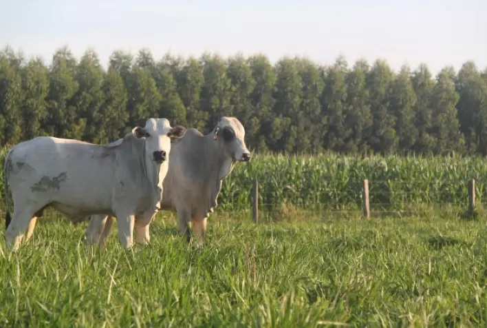 Tecnificação avança forte no território das cercas e arames