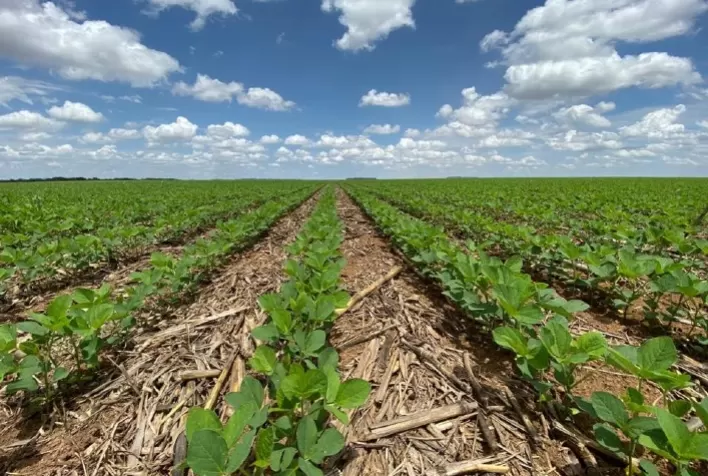 PlantUP oferece catálogo que classifica as cultivares de soja por resistência a nematoides e doenças