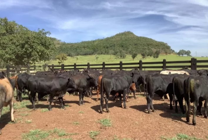 Brincos combatem mosca-dos-chifres com eficiência, indicam tomadores de decisão de fazendas