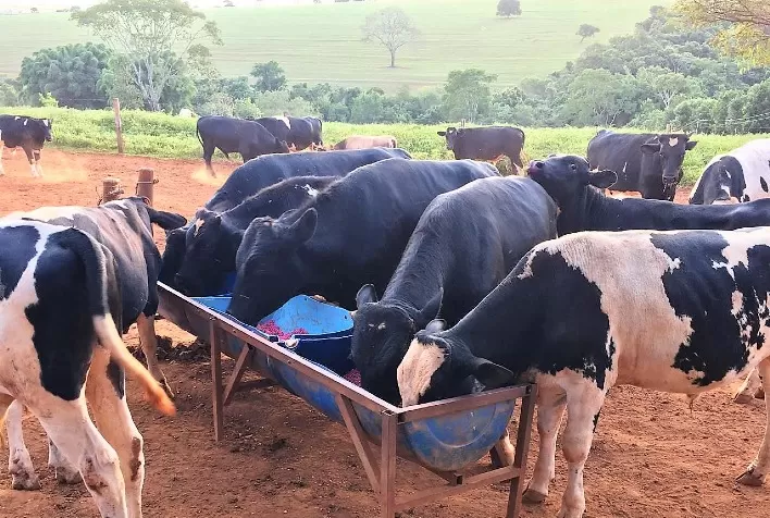 Projeto gera lucro 26 vezes maior para "machos leiteiros"
