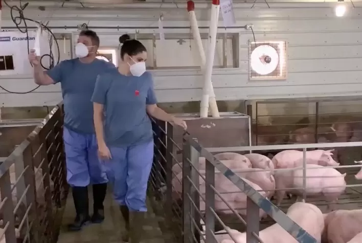 Vídeo produzido pela BBC StoryWorks destaca a edição de genes e a produção de suínos resistentes a PRRS