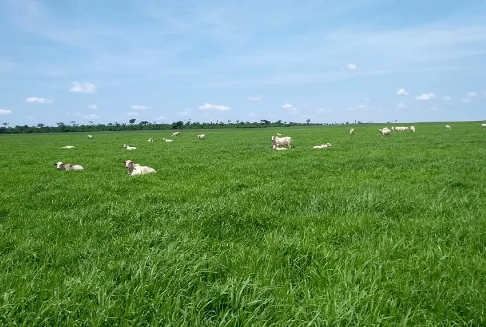 Minicursos na área de pastagens são oferecidos pelo Senar