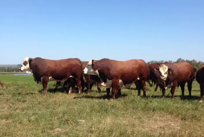 Associados da Conexão Delta G figuram entre os maiores vendedores de touros