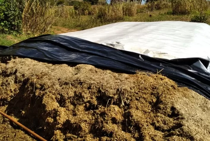 Produtor inverte tendência e reduz em 50% custo do volumoso
