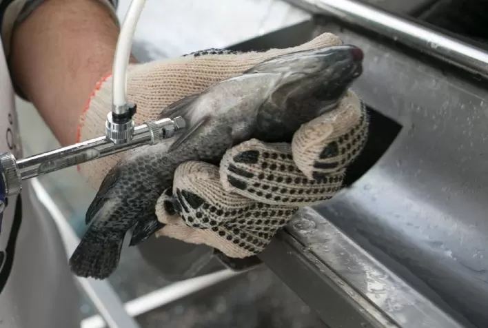 MSD Saúde Animal lança vacina bivalente inédita para Tilapicultura