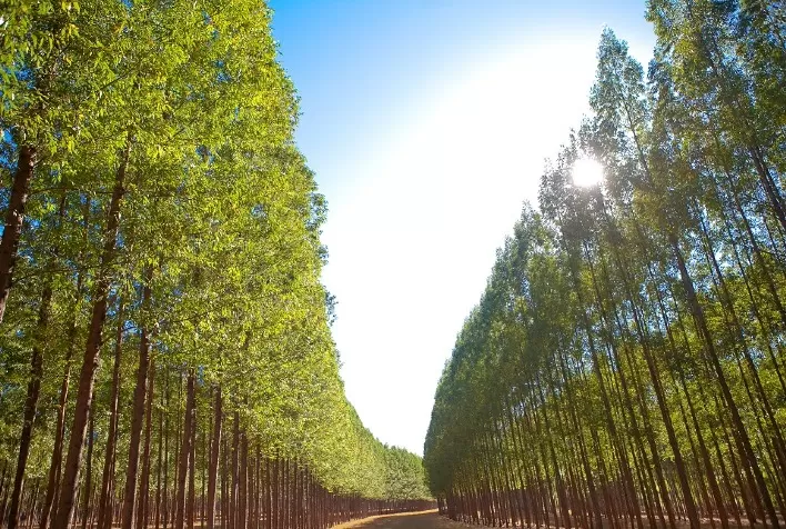 Governo de Goiás institui o Comitê Estadual de Gestão da Agropecuária de Baixo Carbono e Sustentável