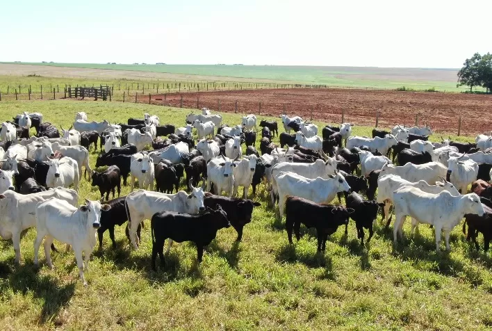 Campo Futuro levanta custos de produção de pecuária de corte, pecuária de leite e grãos