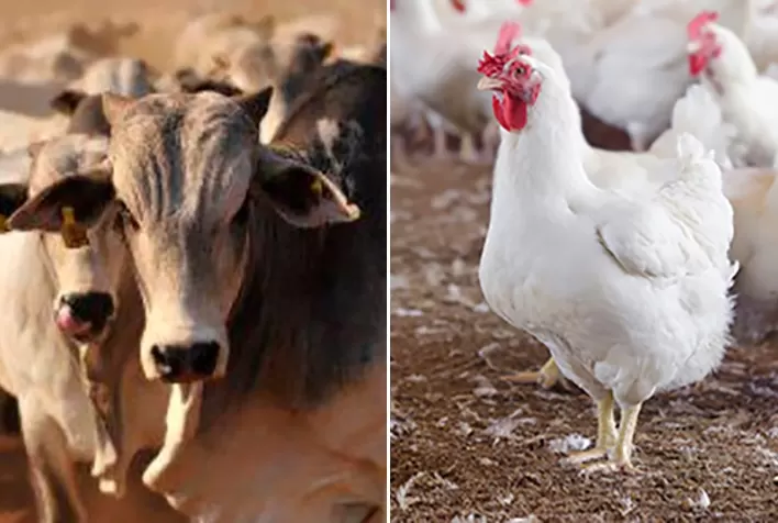 Competividade do frango frente ao boi amplia-se em 2021