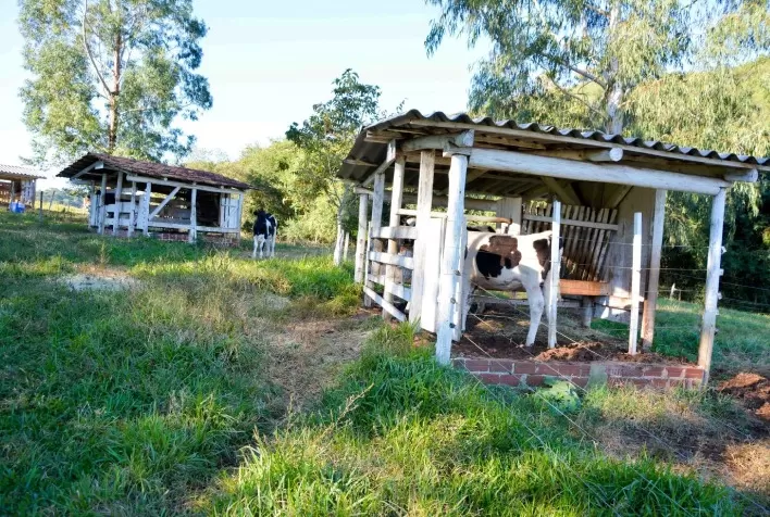 Família Appelt evolui na bovinocultura leiteira com auxílio do Encadeamento Produtivo