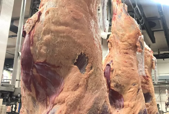 Cai volume de gado abatido em Mato Grosso, constata IMEA