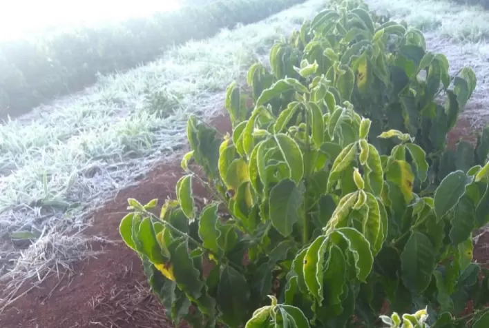 Geada ameaça milho e pode atingir café do Paraná e cana do sul de SP e MS