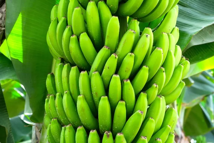 Benefícios dos aminoácidos no manejo das bananas