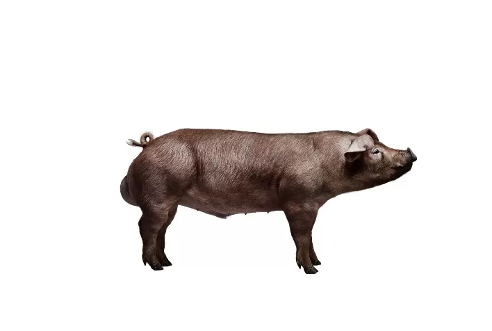 Macho Terminador da Topigs Norsvin oferece aos clientes melhor conversão alimentar