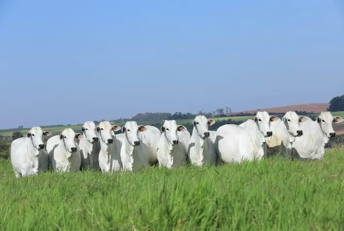 Fazenda Terra Boa promove leilão com oferta de Nelore e Brangus selecionados e rigidamente avaliados