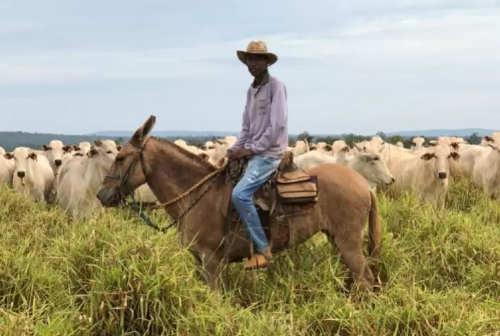 Combinação dos princípios ativos fipronil e diazinon, em brinco mosquicida, é eficaz contra mosca-dos-chifres, recomendam pecuaristas