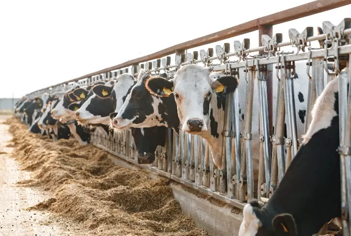 Como é a cultura na fazenda e como o processo pode auxiliar os produtores?