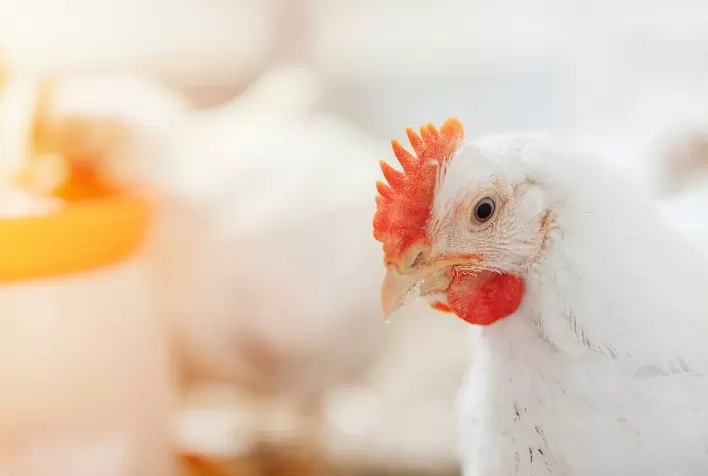 Kemin e UFSM mostram que é possível reduzir custo da ração com desempenho