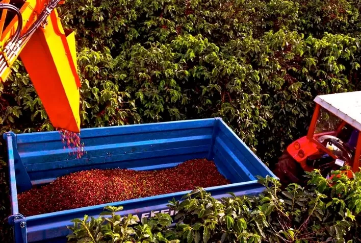 SAFRAS estima colheita 2021/22 de café no Brasil em 48% até 29/junho