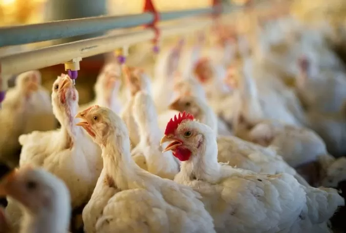 Desempenho do frango (vivo e abatido) na 26ª semana de 2021, passagem do 1º para o 2º semestre