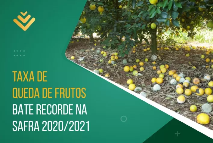 Taxa de queda de frutos bate recorde na safra 2020/2021; seca severa e aumento de pragas e doenças são os principais motivos