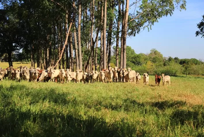 Raça Brahman estreia no Programa Carne de Qualidade da ABCZ