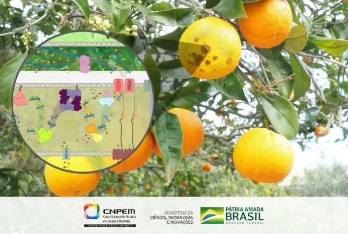 Praga da citricultura se revela aliada na produção de biorrenováveis