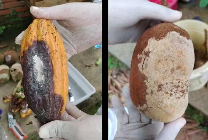 SANIDADE VEGETAL: Foco de praga que atinge cultivo de cacau e cupuaçu é detectado no Acre