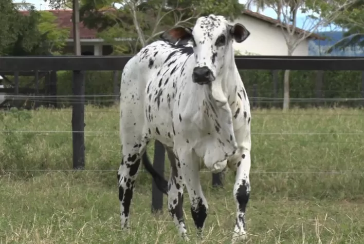 Com grande oferta de bezerros para o corte, e animais Nelore Pintado, Agropecuária Polyana promove seu 2º leilão virtual