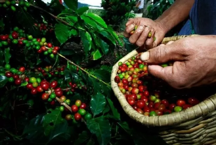 Café: Depois de leve recuperação, arábica volta a cair nesta 6ª feira