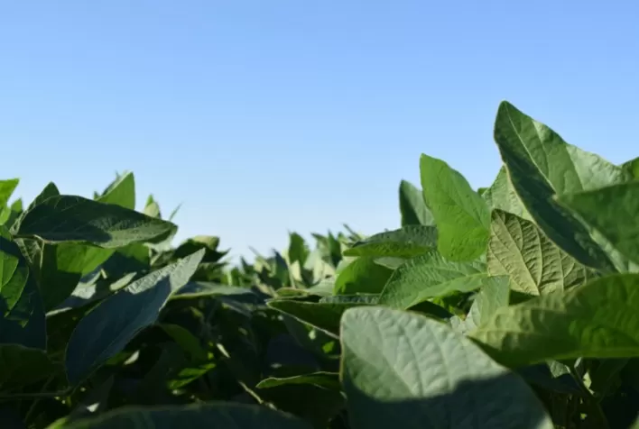 BRANDT espera quadruplicar a produção de insumos no Brasil e investe em tecnologia de aplicação e fisiologia vegetal