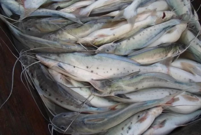 Pesca e comercialização da piracatinga são proibidas por um ano no país