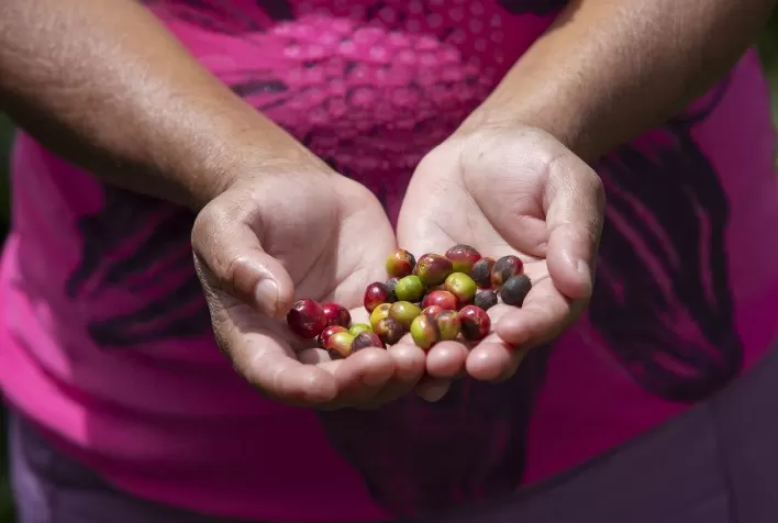 Heifer International e IBM trabalham com produtores de café e cacau em Honduras para aumentar o acesso a dados e mercados globais